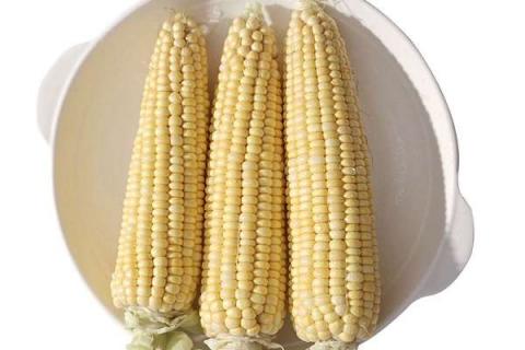 玉米打矮壮素有害处吗 对产量有没有影响