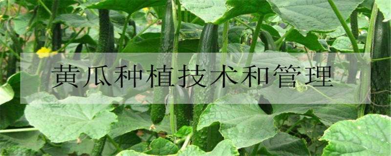 黄瓜种植技术和管理