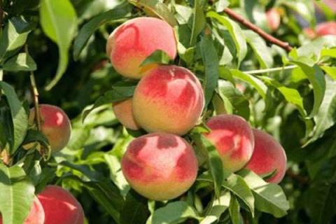 桃核种出来的桃树能长桃吗 需要多长时间