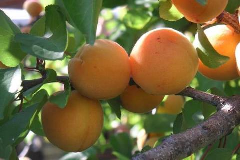 杏树可以嫁接樱桃吗 两者嫁接成活率高吗