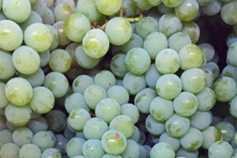 葡萄施什么肥料甜度高 增加甜度的几种方法