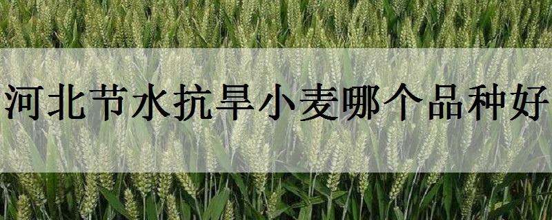 河北节水抗旱小麦哪个品种好
