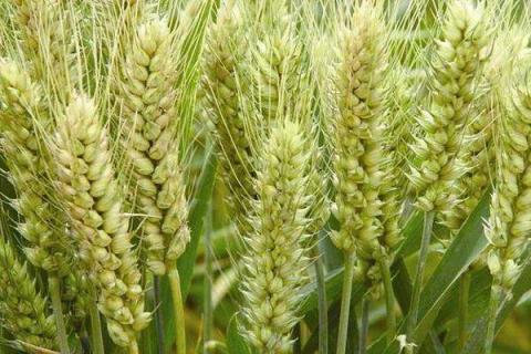 面粉是大麦还是小麦 是什么制作而成的