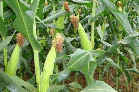 玉米除草剂和杀虫剂能混用吗