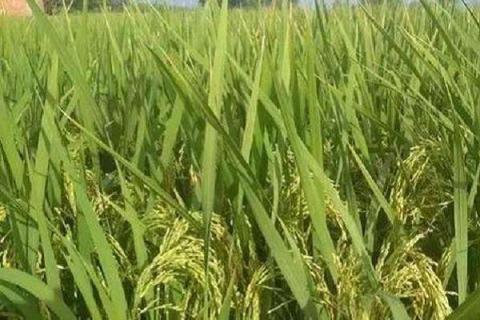 水稻什么时候用芸苔素好 使用方法及技巧