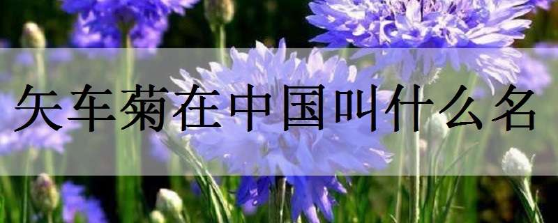 矢车菊在中国叫什么名