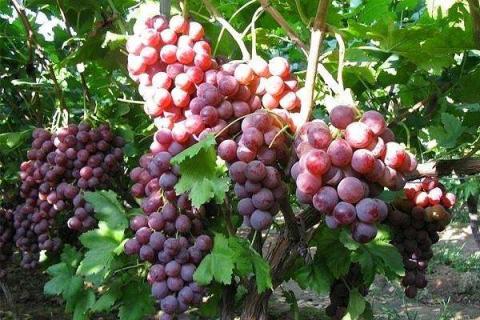 磷酸二氢钾在葡萄上怎么使用