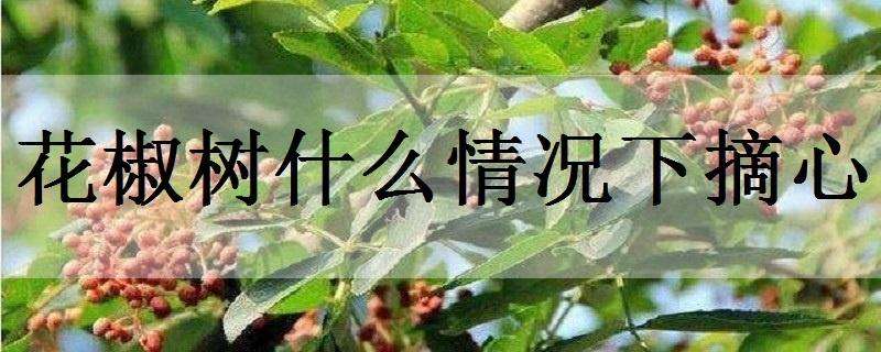 花椒树什么情况下摘心