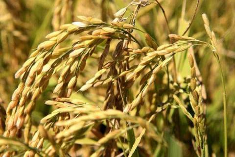 金粳818对下年水稻有影响吗 种植注意事项有哪些