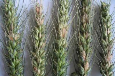 小麦吸浆虫的防治方法 小麦吸浆虫的防治方法视频