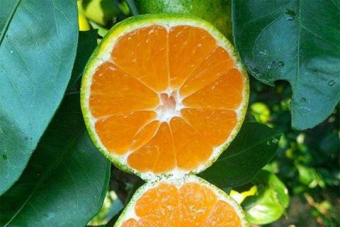 柑橘根腐病用什么药灌根好