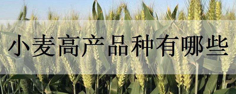 小麦高产品种有哪些