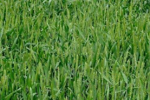 水稻孕穗期可以打除草剂吗 水稻孕穗期可以打除草剂吗视频