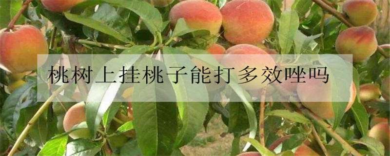 桃树上挂桃子能打多效唑吗 桃树打多效唑对桃子有影响吗