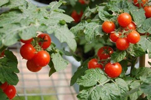西红柿开花期如何浇水 技巧有哪些