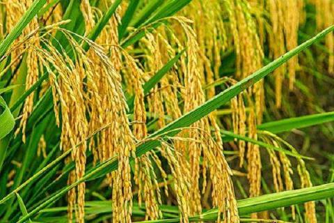水稻的收获是在什么节气前后（水稻的收获是在什么节气前后结束的）