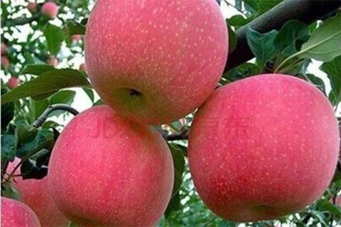 苹果树能嫁接几种果树 苹果树能嫁接几种果树吗