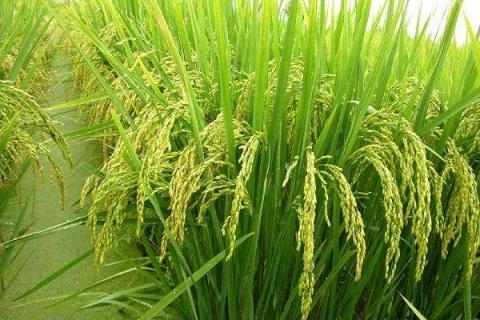 水稻破口期是什么时间 水稻破口期是什么时候