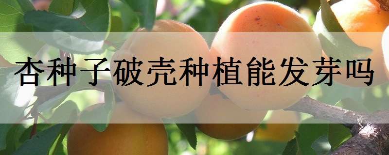 杏种子破壳种植能发芽吗