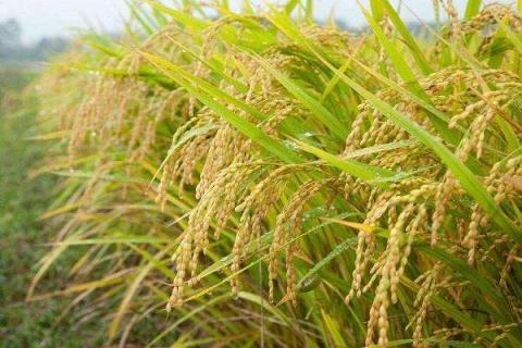 二甲四氯钠对水稻使用注意什么 二甲四氯钠对水稻药害图片