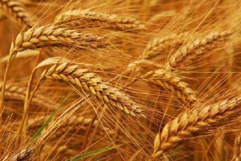 小麦在什么时期用吡唑醚菌酯 小麦在什么时期用吡唑醚菌酯施肥