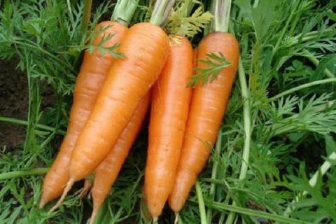 胡萝卜最晚种植时间 冬天可以种植吗