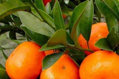 柑橘树小苗施什么肥好 如何施肥效果好