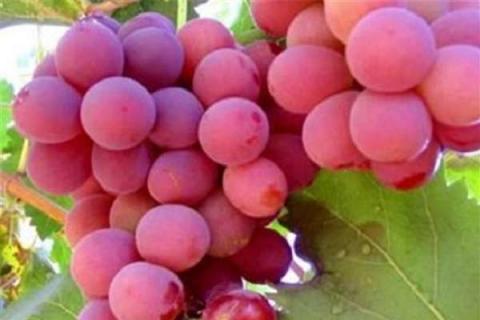葡萄种子出的苗可以结葡萄吗 葡萄种子能种出葡萄苗吗