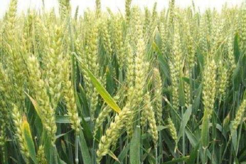 冬小麦施肥用什么肥好（冬小麦施肥时间和用量）