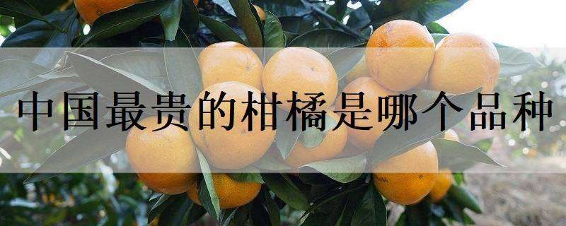 中国最贵的柑橘是哪个品种