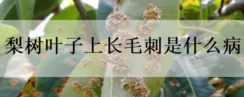 梨树叶子上长毛刺是什么病