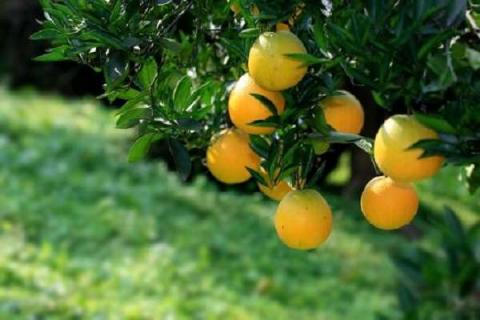 柑橘树黄叶用什么药治 柑橘黄叶病图片及病因