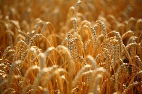小麦的种植密度是多少 行距间隔多少合适