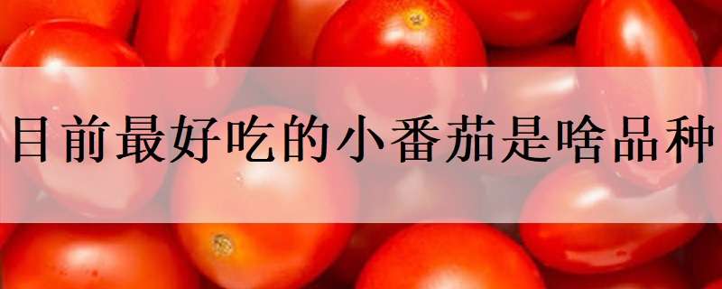 目前最好吃的小番茄是啥品种