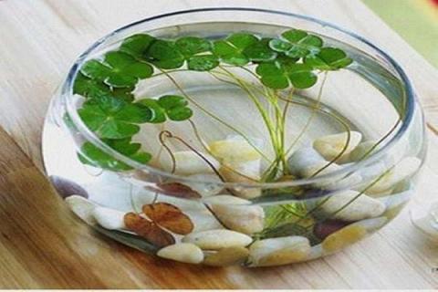 玻璃鱼缸养睡莲的养殖方法（玻璃鱼缸养睡莲的养殖方法图片）