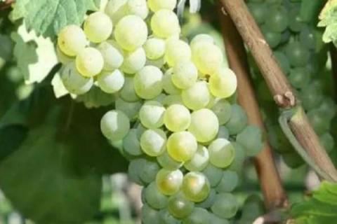 白色葡萄是什么品种 葡萄的营养价值