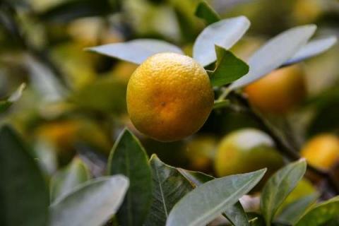 柑橘树小苗施什么肥好 如何施肥效果好
