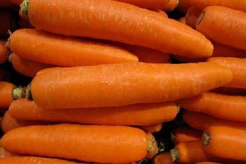 胡萝卜前期用什么肥料好 施肥注意事项
