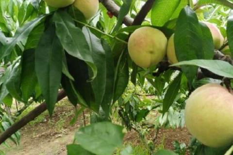 怎样防止桃子后期软果 方法有哪些