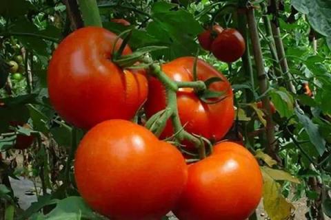 老品种西红柿种子哪有 西红柿的种植时间