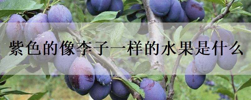 紫色的像李子一样的水果是什么（紫色的像李子一样的水果是什么品种）