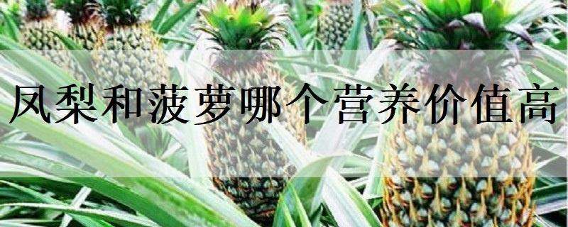 凤梨和菠萝哪个营养价值高