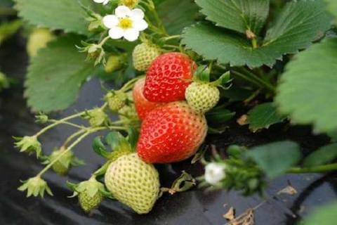 草莓属于浆果类吗 草莓的功效与禁忌