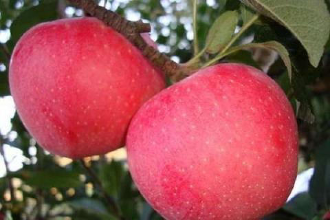不套袋苹果新品种 哪些适合懒人栽种
