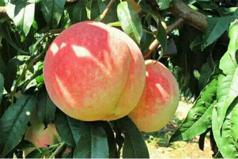 桃树亩产量一般多少斤 桃树亩产量一般多少斤卖多少钱