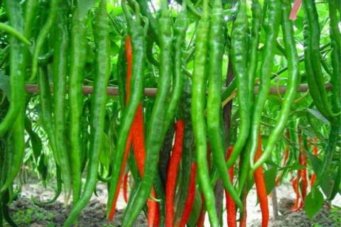 种植辣椒有哪几种施肥方法 施哪种肥比较好