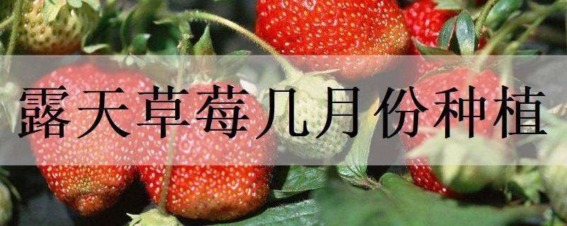 露天草莓几月份种植（草莓露天什么时候种）