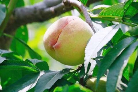 桃树结的桃子为什么很小 原因有哪些