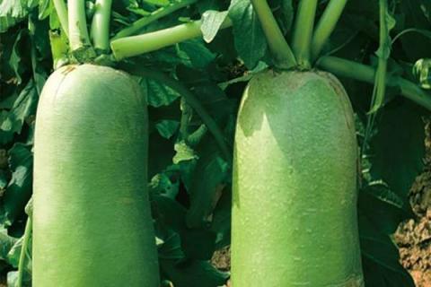 种植秋萝卜需要什么肥 施肥原则有哪些