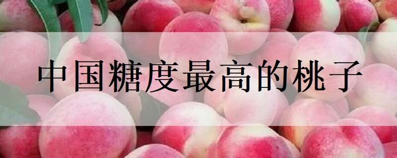 中国糖度最高的桃子